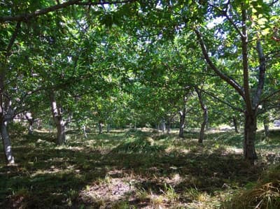 Ховли уй 21 сотик Хонобод шахри