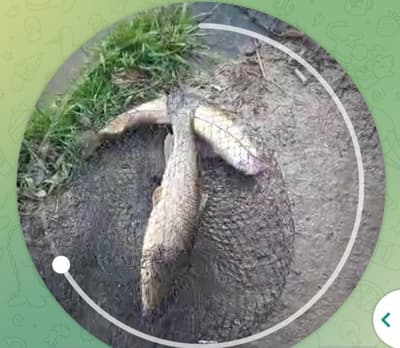 Qibrayda suv buyida sotiladigan xovli bor, yozda saqin lux komfort joy