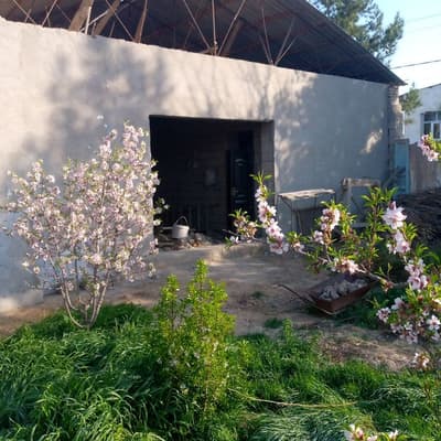 Hovli sotiladi 5 sotix 3 xonali uy